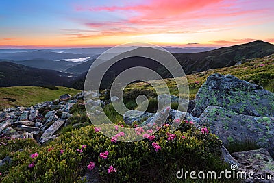 Mountains landscapes. Scenery of sunrise with beautiful colorful sky. Lawn with rhododendron flowers. Stock Photo