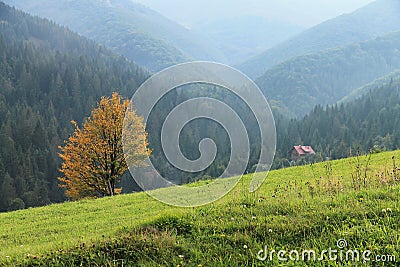 The mountains. Lonely yellow tree Stock Photo