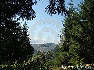 The mountains and pine forests Stock Photo