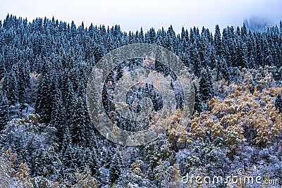 Mountains winter forest. Fit-tree forest covered in fog mist Stock Photo