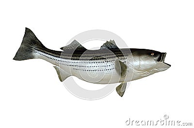 Mounted Striped Bass fish Stock Photo