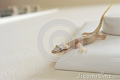 Mournful Gecko walks on a home wall Stock Photo