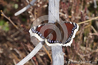 Mourning cloak butterfly Camberwell beauty butterfly on a dry branch Stock Photo