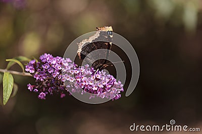 Mourning cloak butterfly, Nymphalis antiopa Stock Photo