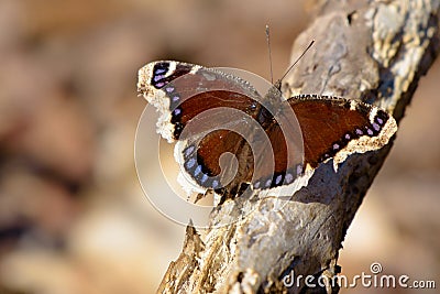 Mourning Cloak Stock Photo