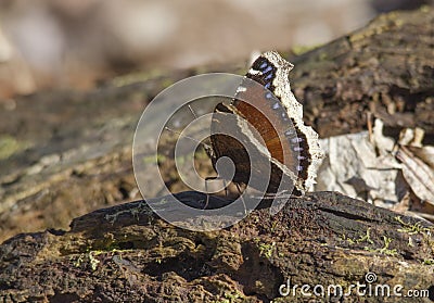 Mourning Cloak Butterfly on Tree Trunk Stock Photo