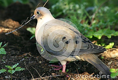 Mourning Dove Stock Photo