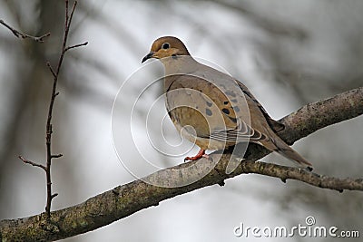 Mourning Dove With Light in Eye Side View - Zenaida macroura Stock Photo