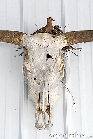 Mourning dove nest in cow skull Stock Photo