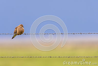 Mourning Dove perched on barbed wire Stock Photo