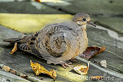 Mourning dove resting on deck boards in the fall Stock Photo