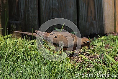 Mourning Dove Walking Through Grass on a Sunny Day Stock Photo