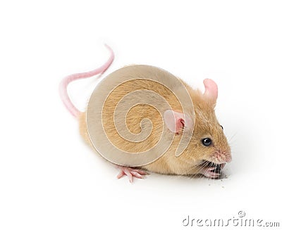 Mouse Animal Pet Isolated Stock Photo