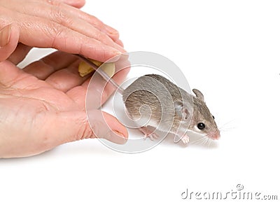 Mouse Stock Photo