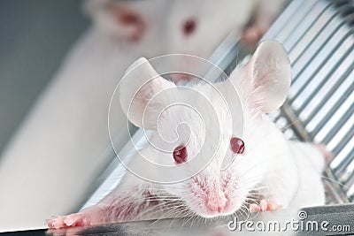 Mouse Stock Photo