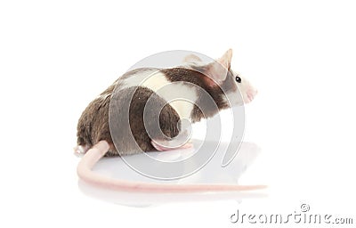 Mouse Stock Photo