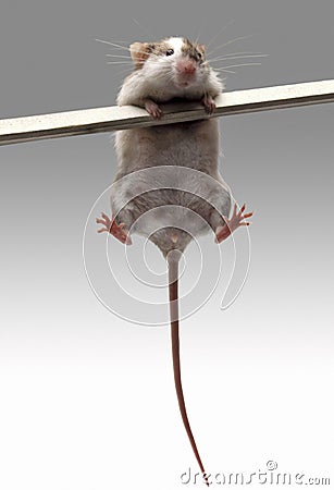 Mouse Stock Photo