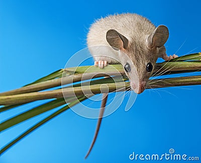 Mouse - (acomys cahirinus) Stock Photo
