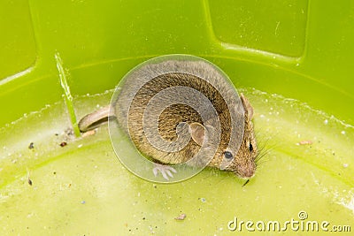 Mouse animal pets mammal wild Stock Photo