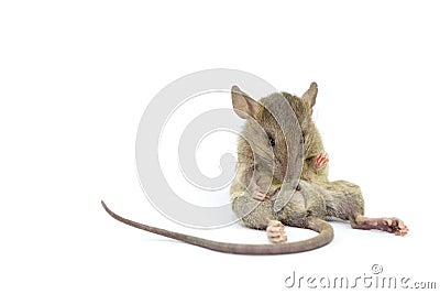 Mouse animal rat eating food scrapsbin isolated on White Background. Stock Photo