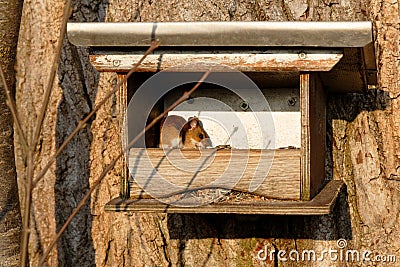 Mouse in bird feeder house in winter by sunshine Stock Photo