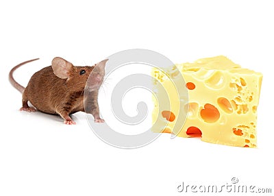 Mouse and cheese Stock Photo