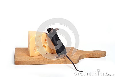 Mouse and cheese Stock Photo