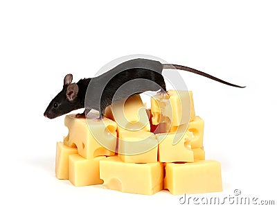 Mouse and cheese Stock Photo