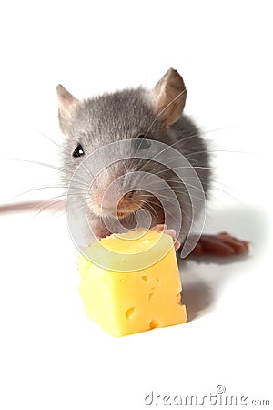 Mouse and cheese Stock Photo