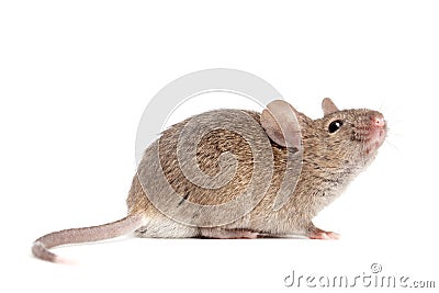 Mouse close up isolated on white Stock Photo