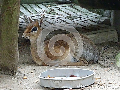 Mouse-deer or local tongue called kancil in cage compound. Stock Photo