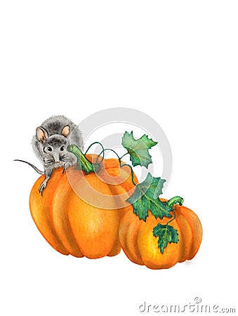 Mouse dormouse on a pumpkin Stock Photo