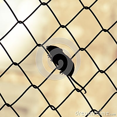 Mouse escalating wire Stock Photo