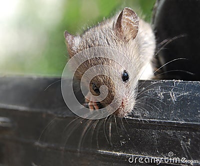 Mouse gray Stock Photo