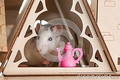 The mouse is gray head, white hiding in a wooden house with Stock Photo