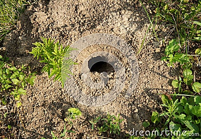 Mouse hole in the autumn garden Stock Photo