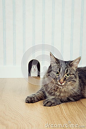 Mouse in the hole and cat Stock Photo