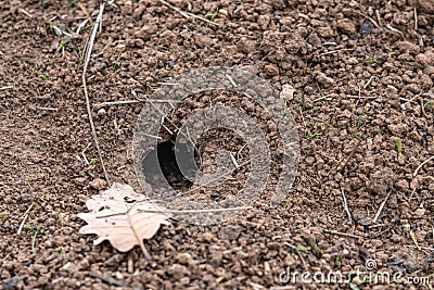 Mouse hole in the ground Stock Photo