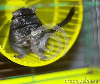 Mouse in hutch Stock Photo