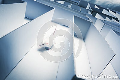 Mouse inside a labyrinth wih dramatic lighting Stock Photo