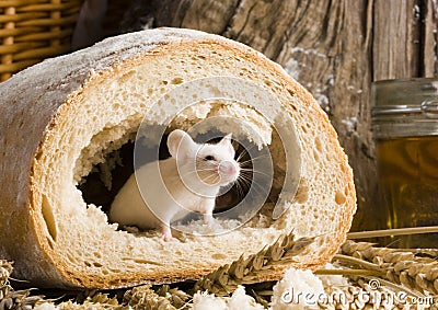 Mouse in a loaf Stock Photo