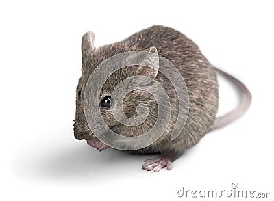 Mouse Stock Photo