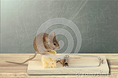 Mouse trap with cheese and mouse on background Stock Photo