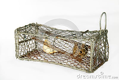 Mouse in trap Stock Photo