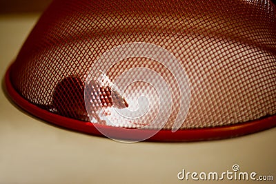 Mouse trapped at home Stock Photo