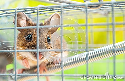 Mouse Trapped Inside Mousetrap Stock Photo