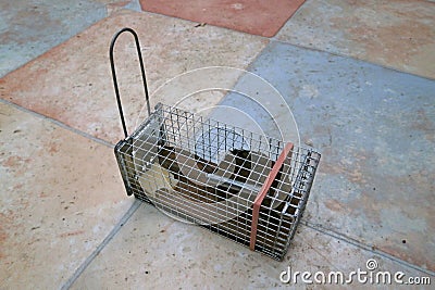 Mouse trapped into a mousetrap Stock Photo