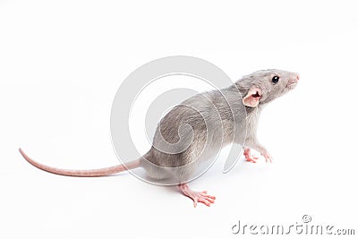 Mouse on a white background Stock Photo