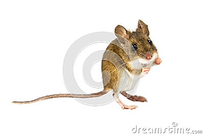 Mouse on white background about to jump Stock Photo