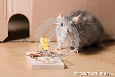 Mousetrap and cheese Stock Photo